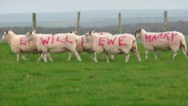 Овцы помогли британцу сделать предложение