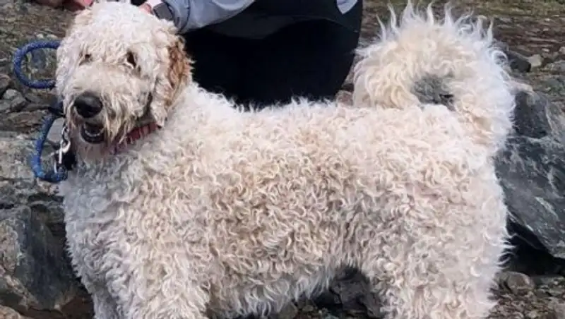 Пес три недели прождал хозяйку, погибшую в ДТП