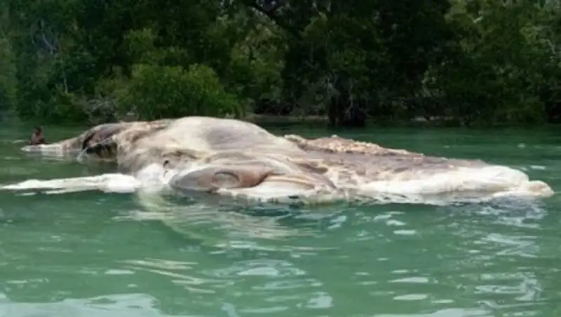 В Индонезии на берег выбросило тушу гигантского кальмара