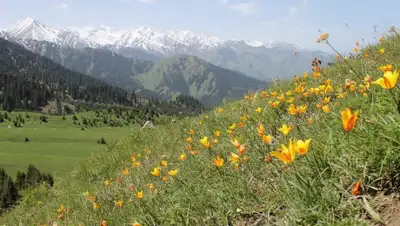 kokzhailyau.kz, фото - Новости Zakon.kz от 10.06.2020 16:15