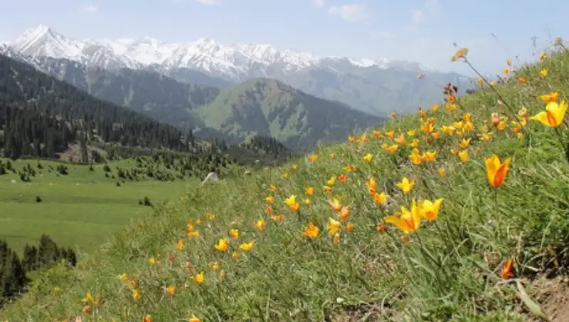 Совет по развитию нацпарков создадут в Казахстане