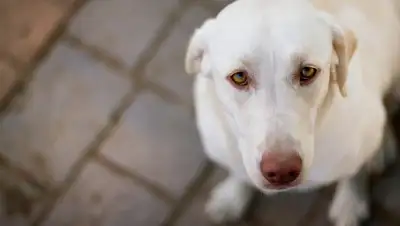 Zakon.kz, фото - Новости Zakon.kz от 19.10.2016 23:16