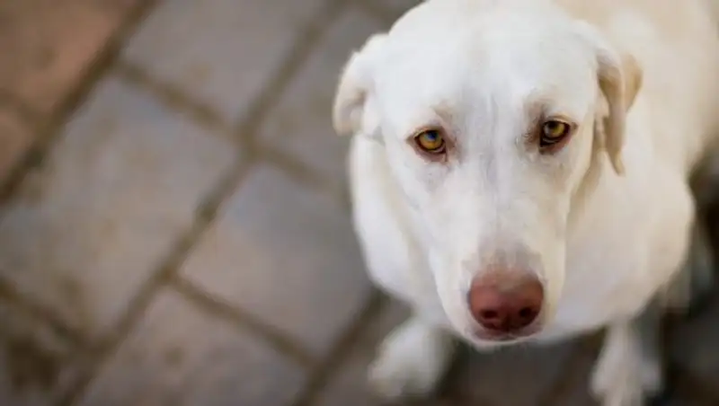 Мужчина под ЛСД «спас» собаку от пожара, которого не было