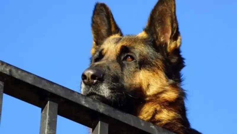 В Акмолинской области задержан мужчина, укравший и съевший дорогую собаку