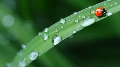 pixabay, фото - Новости Zakon.kz от 13.08.2020 06:00