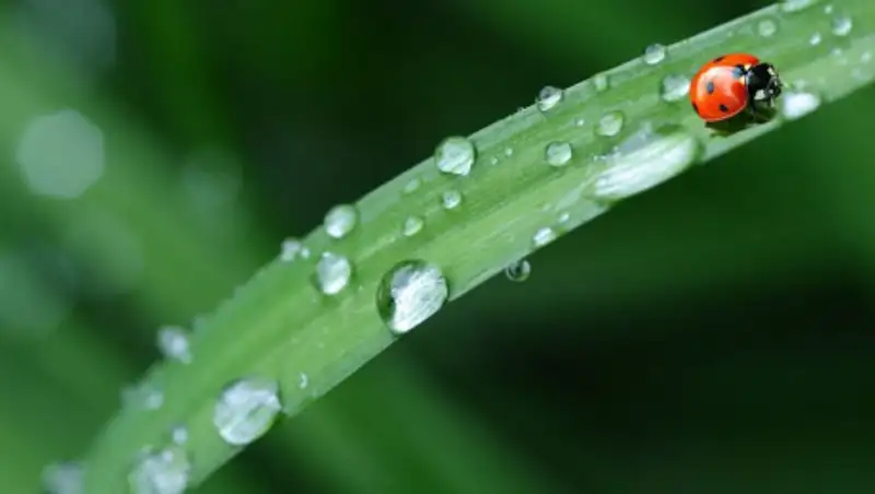 Сильные дожди с грозами и шквалистым ветром ожидаются в РК 13 августа