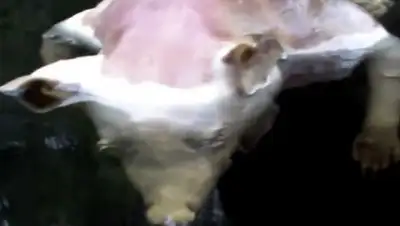 Кадр YouTube, фото - Новости Zakon.kz от 21.05.2018 15:35