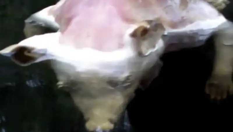 В США нашли утонувшую свинью-мутанта с человеческими руками