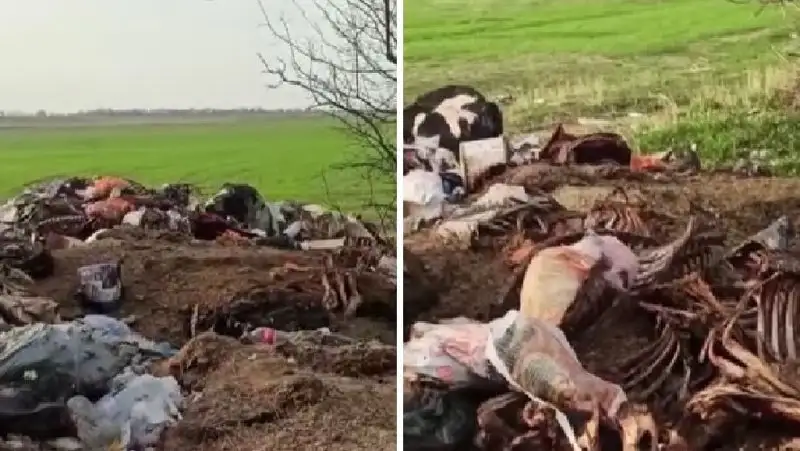 Минэкологии об останках животных близ кладбища в Алматинской области: Нашли убойный цех