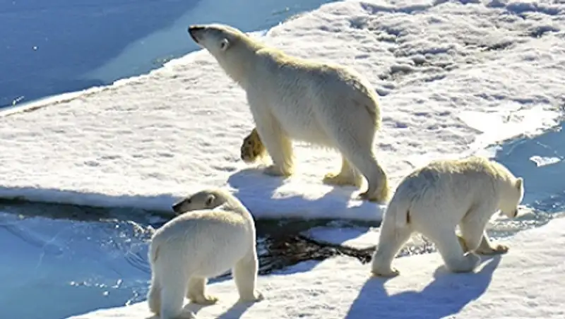 Белые медведи устроили осаду двух сел на Чукотке