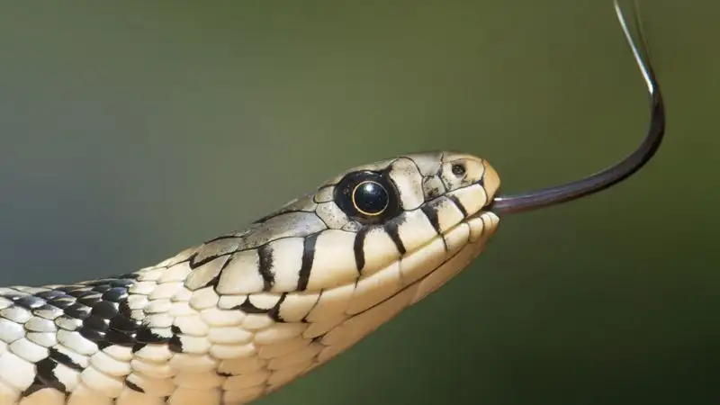 Как выжить после укуса змеи