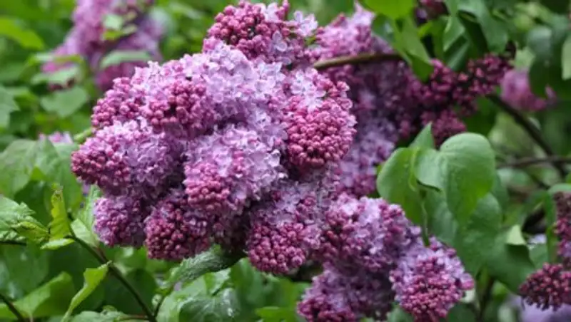 Какая погода ожидает казахстанцев в мае