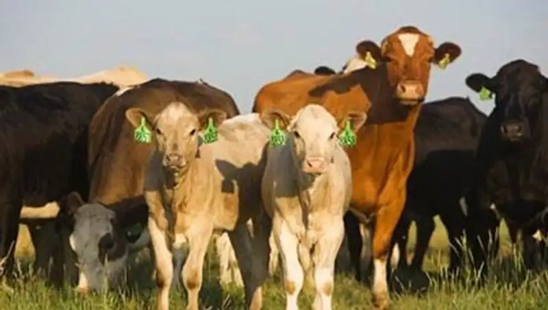 На международную ярмарку «Шынгыстау-2014» в ВКО приехали представители четырех стран