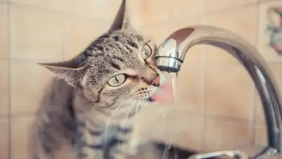 LookBio, фото - Новости Zakon.kz от 29.03.2018 20:30