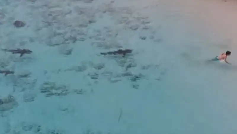 Мальчику чудом удалось спастись от четырех акул