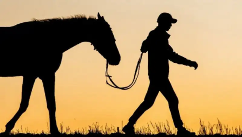 Банда конокрадов украла лошадей на 20 миллионов