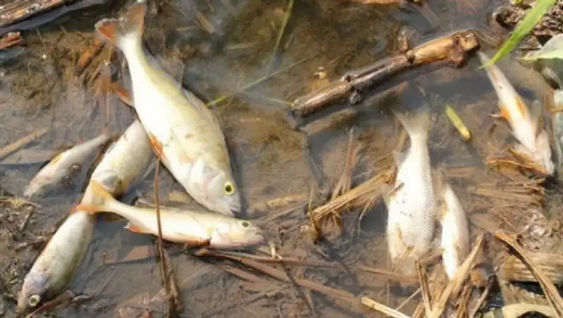 Вред рыбным ресурсам на Урале составил 440 млн тенге