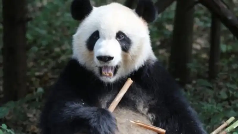 Туристам в Китае запретили беспокоить панд