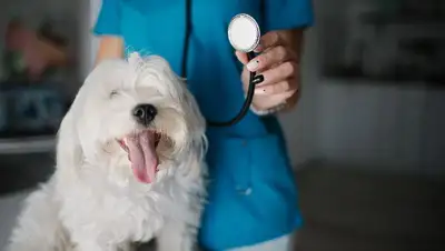 Ветеринары, заработная плата, Казахстан, фото - Новости Zakon.kz от 16.08.2022 15:41