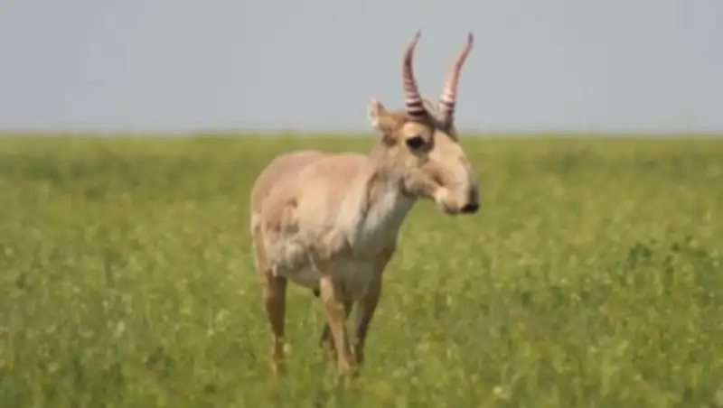 В Приаралье преступная охота на сайгу за год увеличилась вдвое