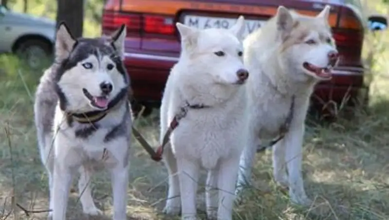 «Большие гонки» с собаками прошли сегодня в Усть-Каменогорске 