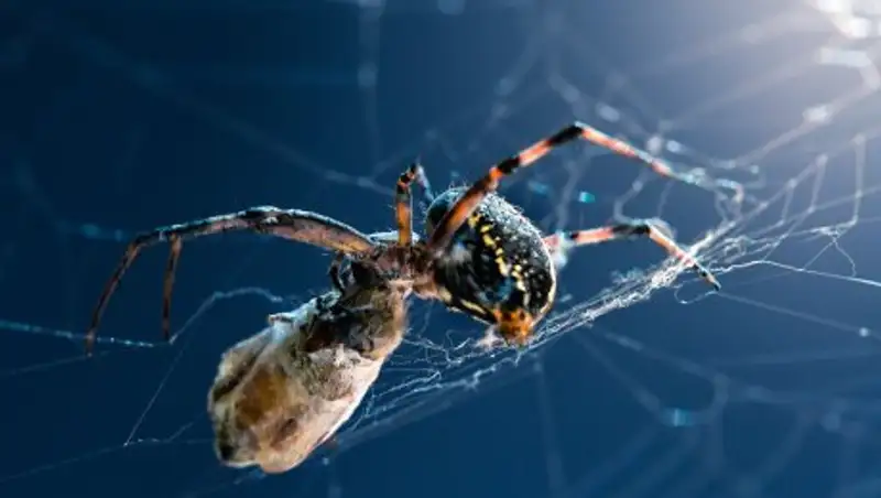 Пауки съедают вдвое больше животных, чем люди