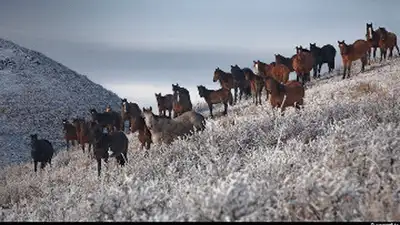 Zakon.kz, фото - Новости Zakon.kz от 17.12.2013 18:45