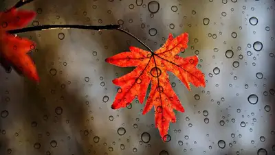 погода, дождь, фото - Новости Zakon.kz от 28.10.2022 17:14