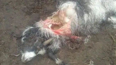 lada.kz, фото - Новости Zakon.kz от 10.03.2018 22:02