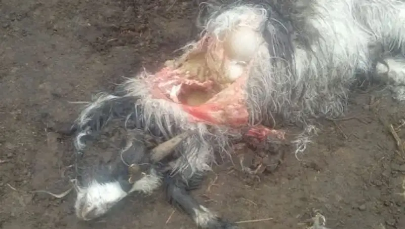 В Мангистауской области снова жалуются на гибель скота