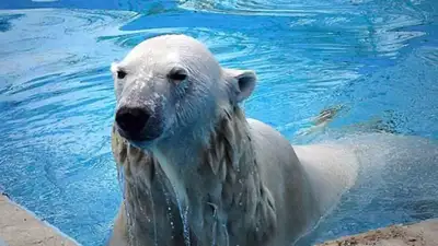 Белая медведица поселилась в Алматинском зоопарке , фото - Новости Zakon.kz от 01.06.2023 19:46