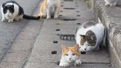 fivediamondcats.com, фото - Новости Zakon.kz от 27.04.2019 01:06