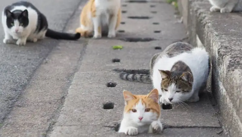 Власти Австралии собираются уничтожить миллионы кошек