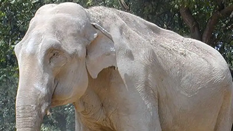 В Таиланде американскую туристку затоптали слоны