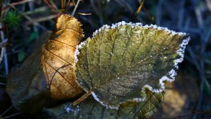 Заморозки и пыльная буря ожидаются в Казахстане