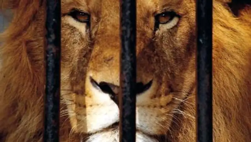 Выступления без животных в цирке Шымкента отменяются