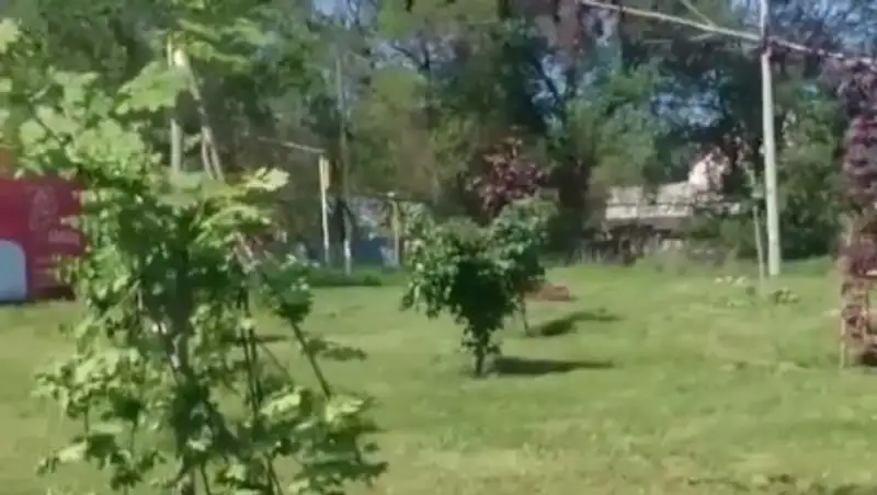 Установлен вандал, сломавший деревья в Алматы