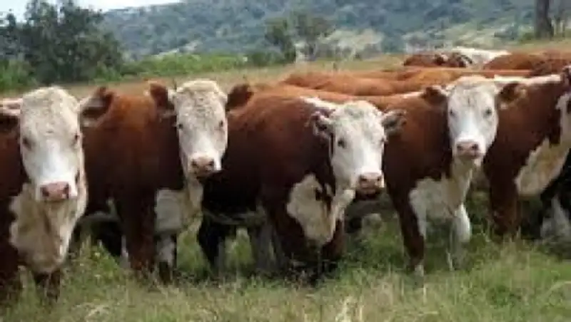 Из-за падежа скота в селе Каракенгир Карагандинской области ввели карантин