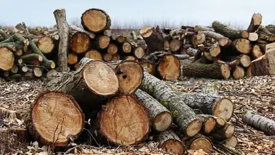 приченен ущерб государству, фото - Новости Zakon.kz от 05.04.2022 18:06