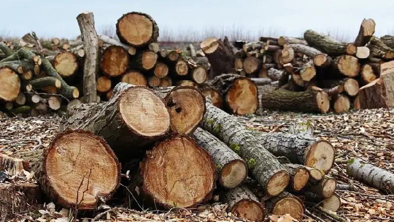 За незаконную вырубку деревьев накажут жительницу Алматинской области