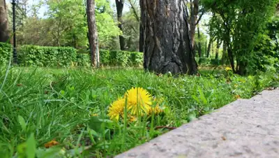 весна, парк , фото - Новости Zakon.kz от 25.04.2022 11:45