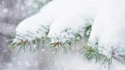 снег, фото - Новости Zakon.kz от 09.02.2022 11:40