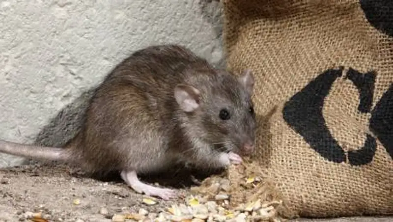 Шум и крысы - жители поселка в СКО жалуются на соседство с элеватором