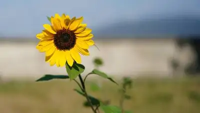 pixabay.com, фото - Новости Zakon.kz от 20.08.2021 13:15