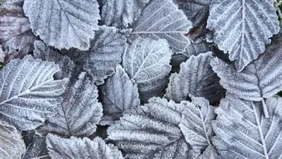 Gismeteo, фото - Новости Zakon.kz от 20.12.2018 15:59