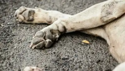 Zakon.kz, фото - Новости Zakon.kz от 15.11.2017 18:37