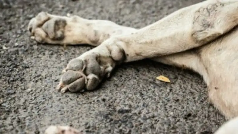 Жителя Атырау лишили прав из-за сбитой собаки