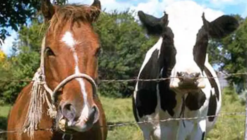 Незаконный ввоз коров и лошадей в Казахстан пресекли в РФ