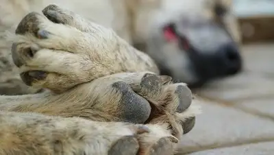 Zakon.kz, фото - Новости Zakon.kz от 14.09.2017 21:00