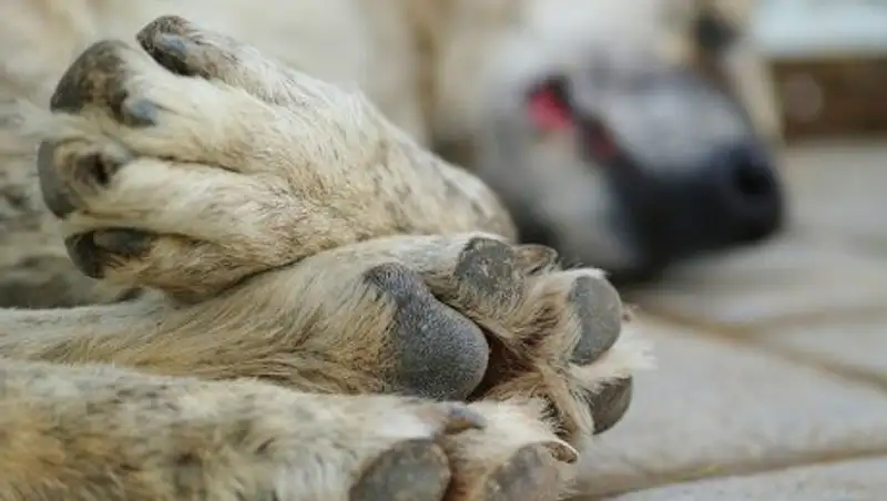 Жители Атырауской области возмущены фотографиями отстрелянных животных